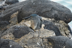 Butorides striata sundevalli