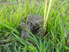 Ammodramus aurifrons