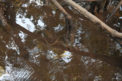 Cerberus schneiderii