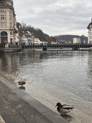 Anas platyrhynchos platyrhynchos