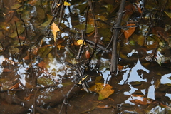 Ellobiidae
