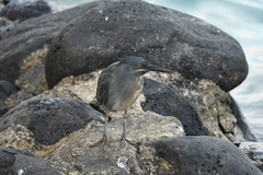 Butorides striata sundevalli