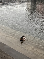 Anas platyrhynchos platyrhynchos