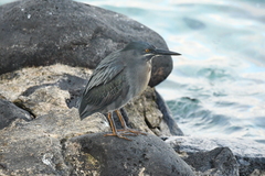 Butorides striata sundevalli