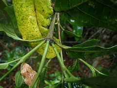 Burchellia bubalina