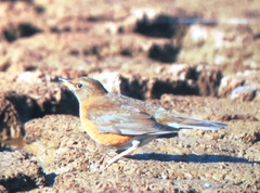Turdus chrysolaus