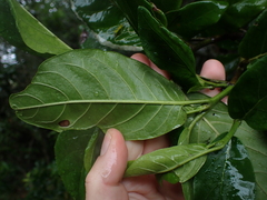 Burchellia bubalina