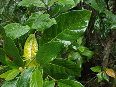 Burchellia bubalina