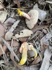 Australopilus palumanus