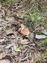 Australopilus palumanus