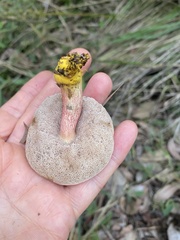 Australopilus palumanus