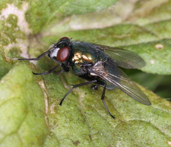 Neomyia cornicina