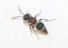 Myrmillinae