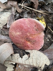 Australopilus palumanus