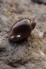 Physa