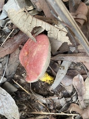 Australopilus palumanus