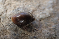 Physa