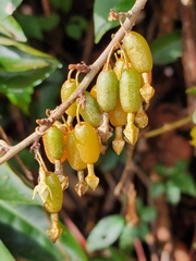 Elaeagnus glabra
