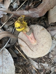 Australopilus palumanus