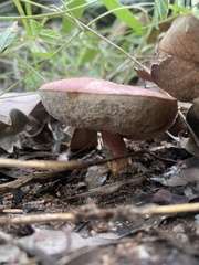 Australopilus palumanus