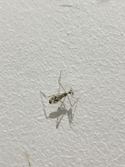 Stenolemus fraterculus