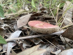 Australopilus palumanus