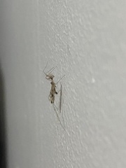 Stenolemus fraterculus