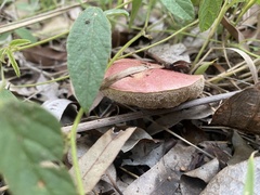 Australopilus palumanus
