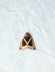 Chalciope mygdon