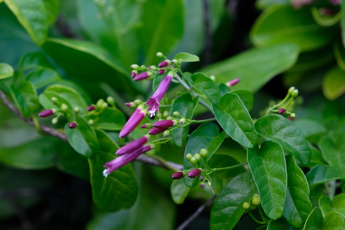 Jacquemontia solanifolia