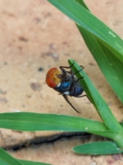 Chrysomya marginalis