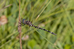 Archaeosynthemis leachii