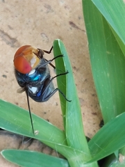 Chrysomya marginalis