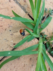 Chrysomya marginalis