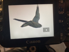 Falco tinnunculus tinnunculus