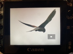 Falco tinnunculus tinnunculus