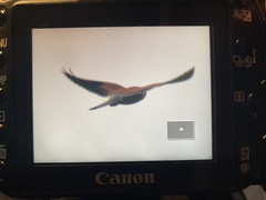 Falco tinnunculus tinnunculus