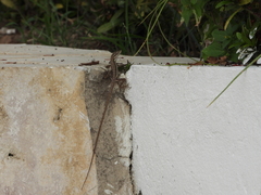 Anolis auratus
