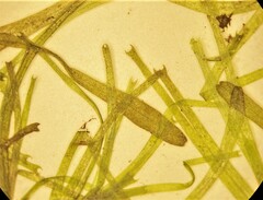 Callitriche hamulata