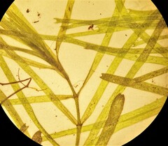 Callitriche hamulata