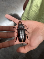 Mallodon spinibarbis