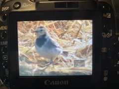 Motacilla alba alba