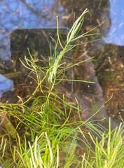 Callitriche hamulata