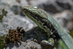 Iberolacerta monticola