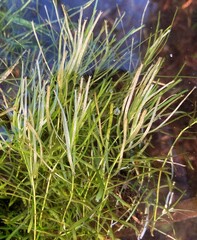 Callitriche hamulata