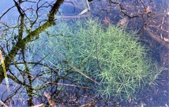 Callitriche hamulata