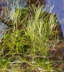 Callitriche hamulata