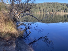 Callitriche hamulata