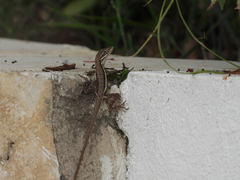 Anolis auratus