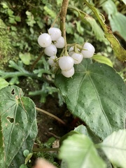 Rhynchotechum discolor